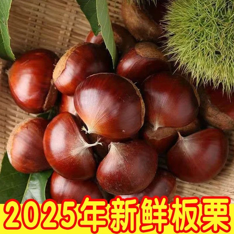 【2025板栗】正宗新鲜生板栗栗子野生农家当季毛栗子现货批发