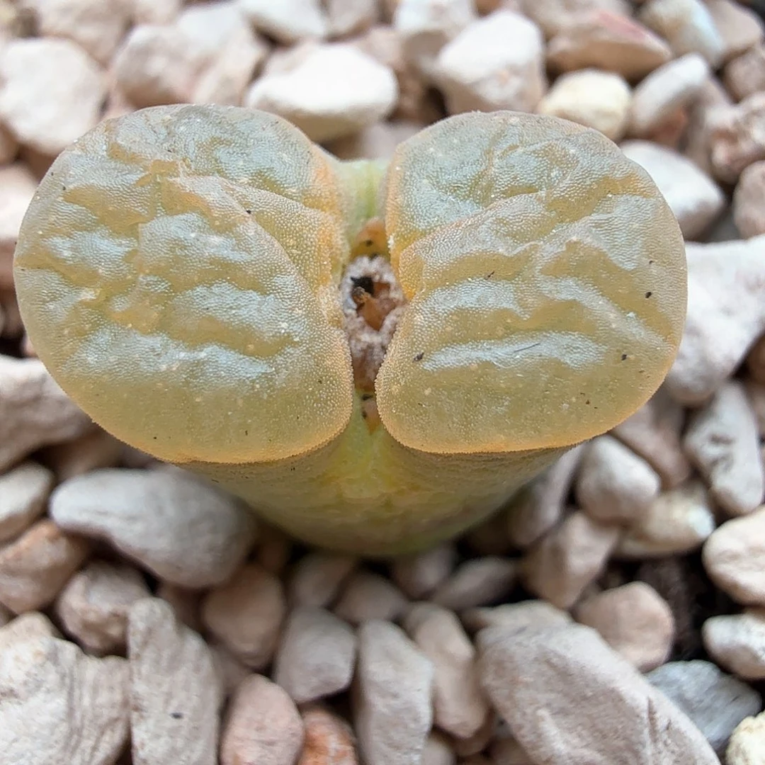 1.19.33/特殊色班克磁铁/多肉植物