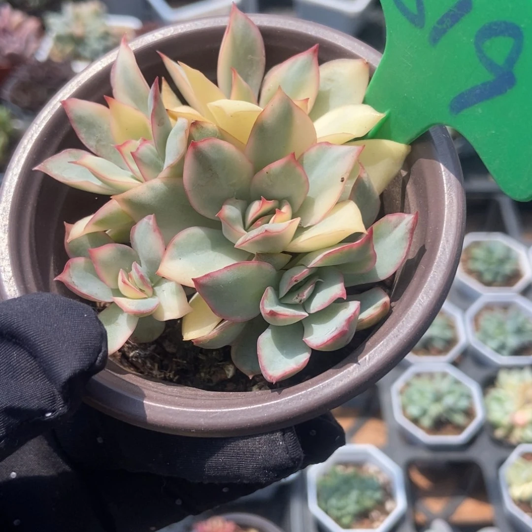 819月光女神锦多肉植物保护