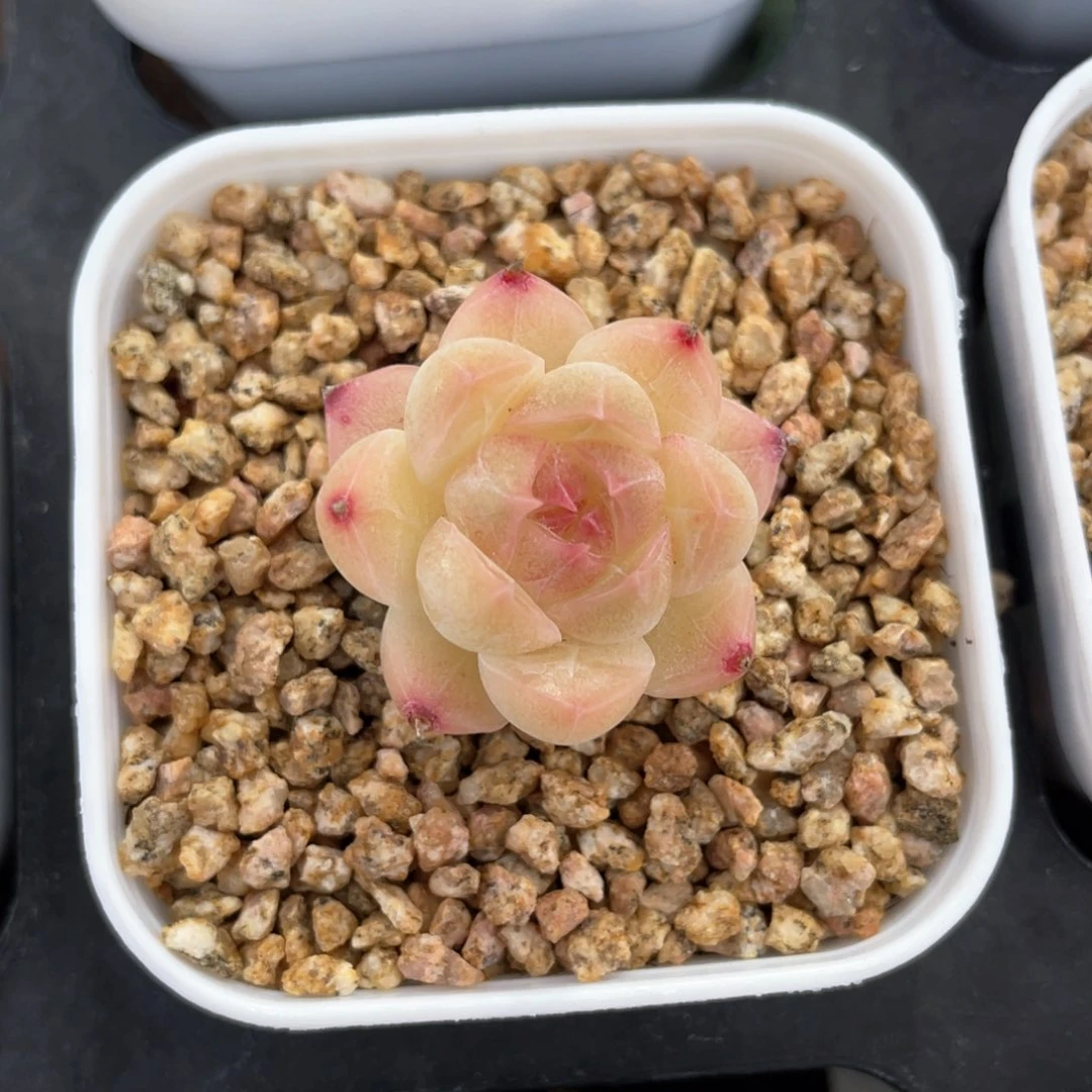 优选麦杆福利1316