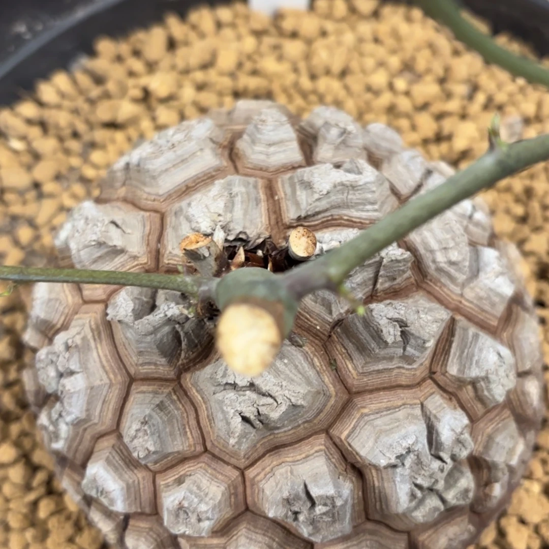 267龟甲龙不退不换