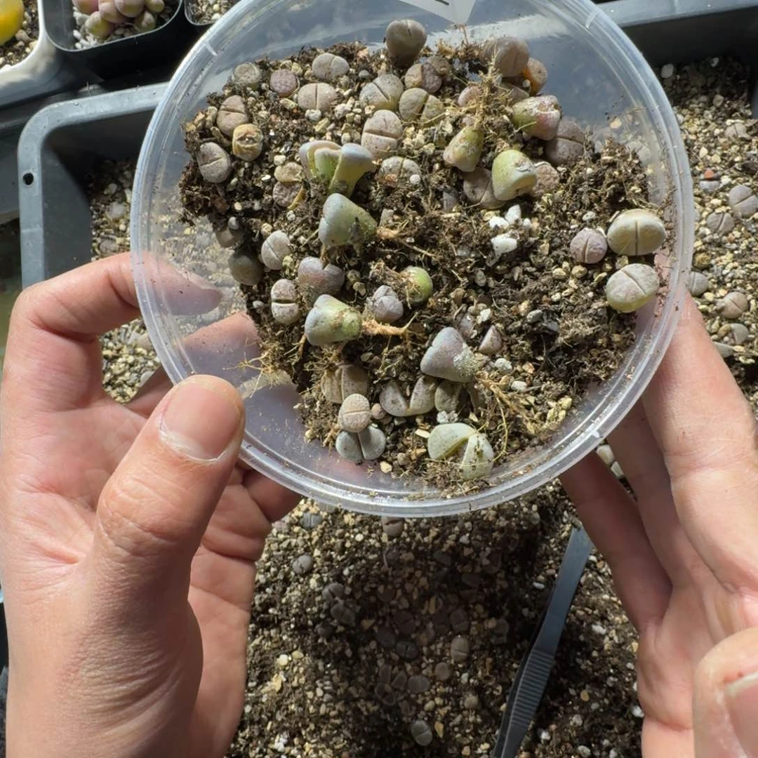 剪***发2572。 多肉植物。血点