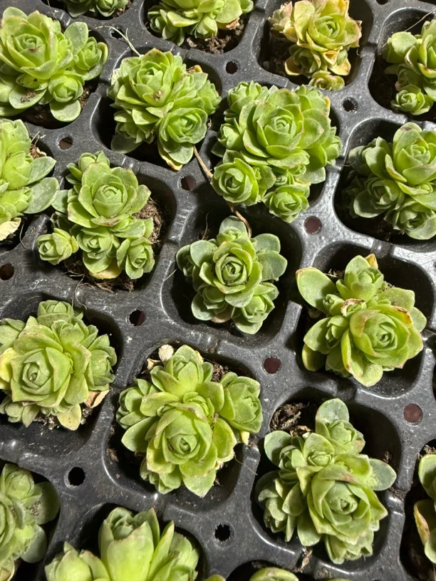 小穴盘山地玫瑰两米两个