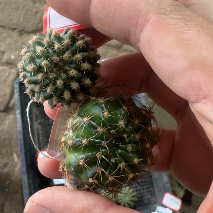 258丽花变色龙，老丽85各一个无根侧牙，20包邮
