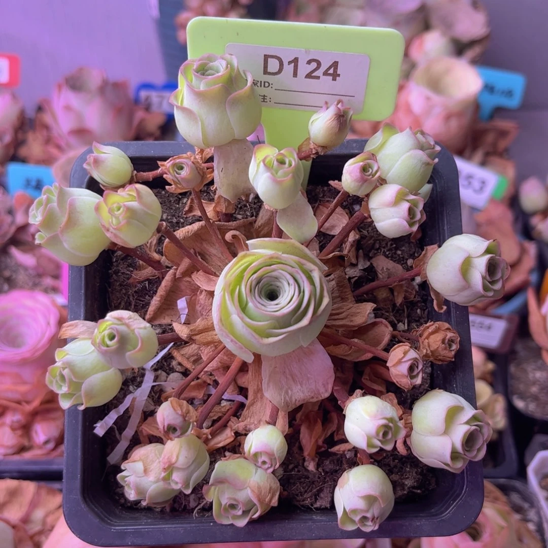 月影寒玫瑰捧花D124 断崽不售后哈！