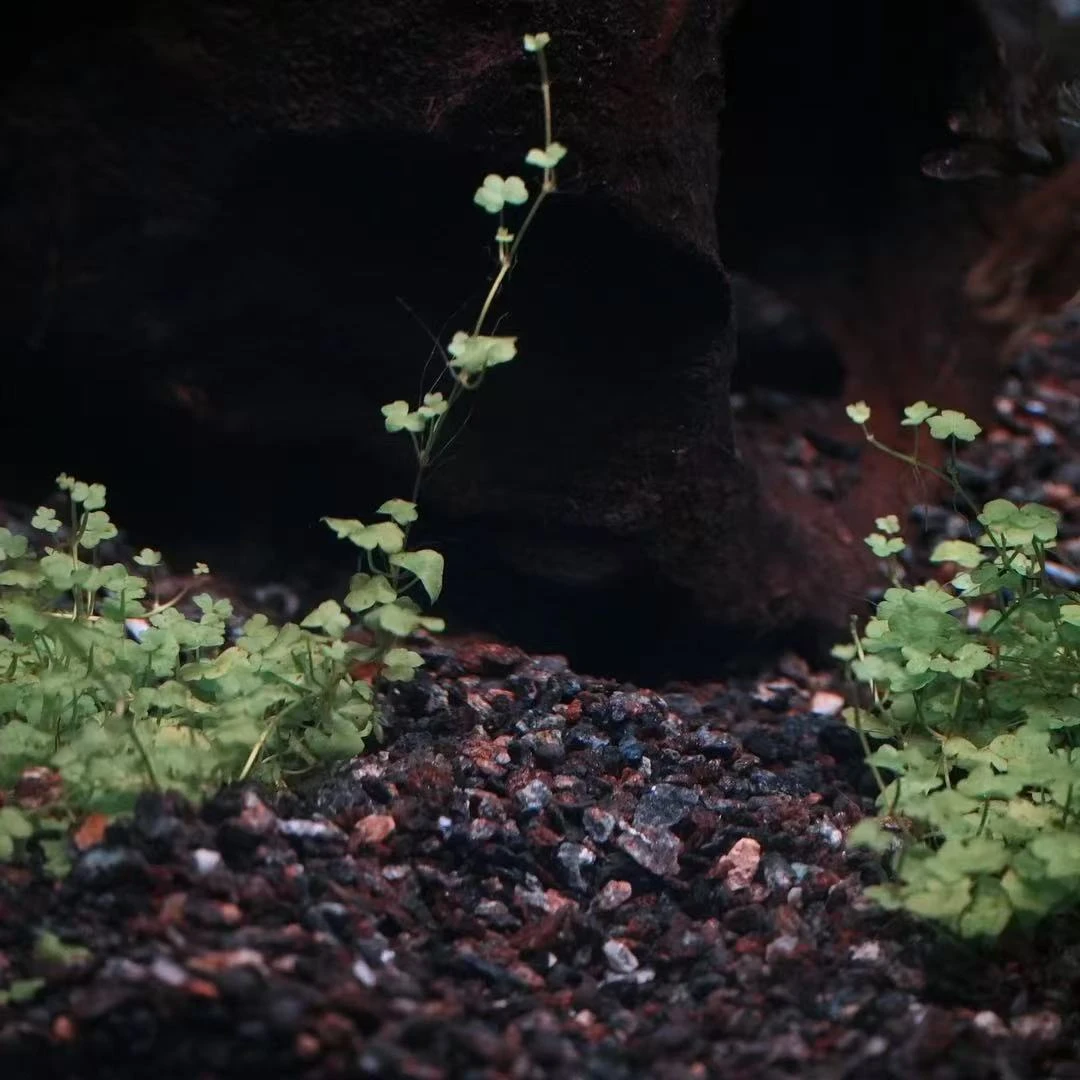 奶茶鱼缸青红底沙