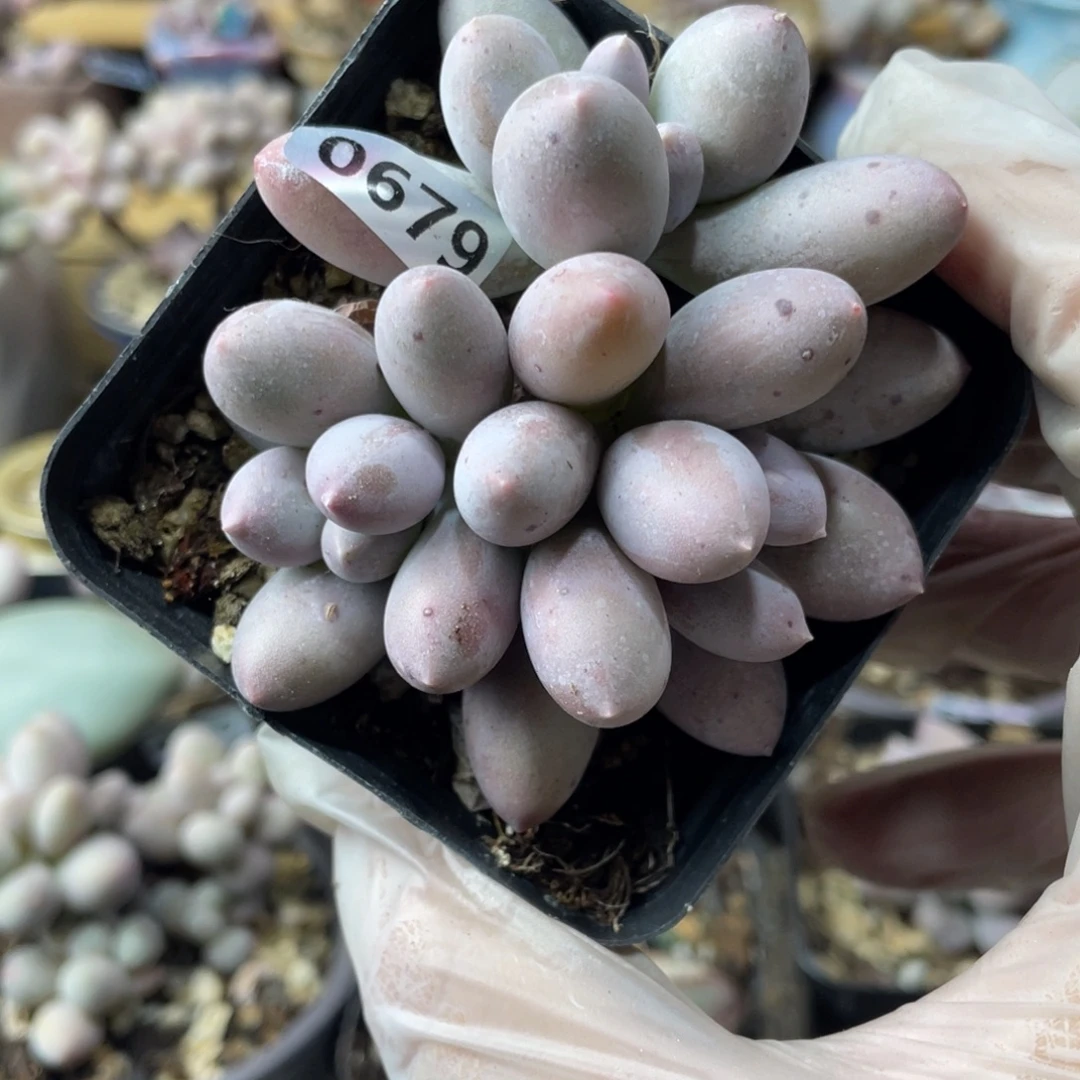 奶酪杂交多肉植物