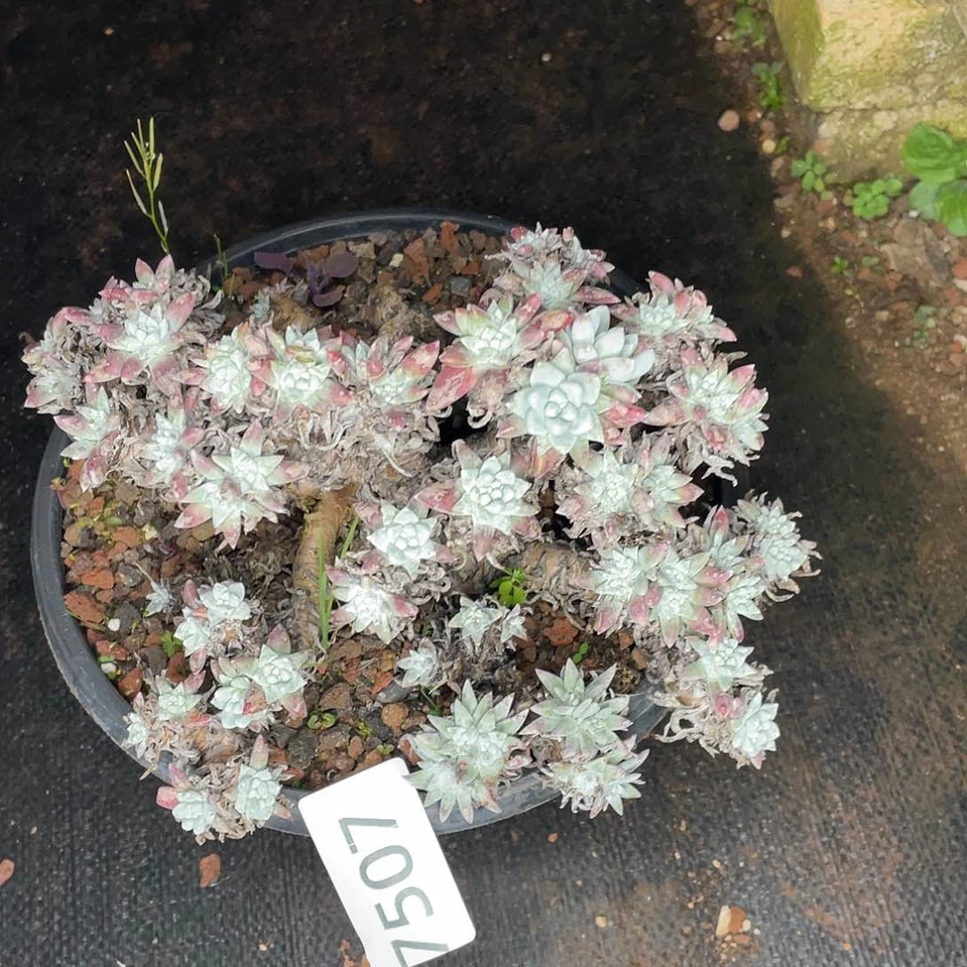 白菊瑕疵特价不售后7507