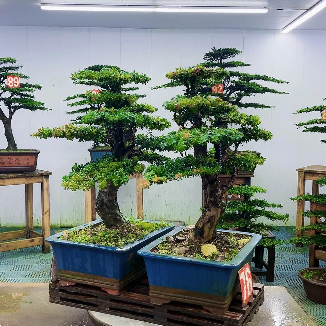 完全开放罗汉松盆景艺术