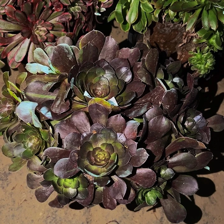 186花月夜多肉植物处理不售后