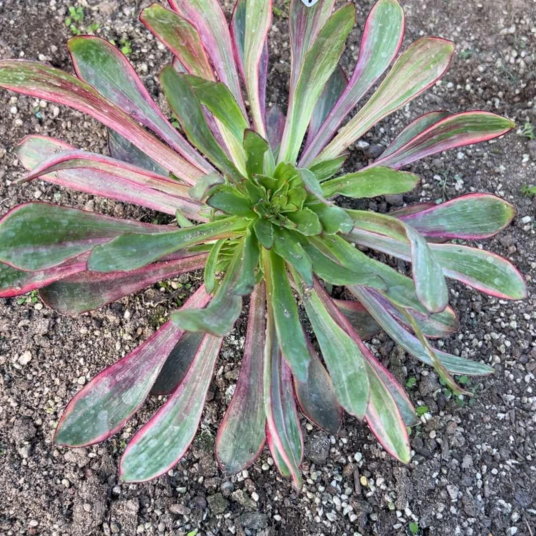 5029火凤多肉多肉多肉徐州