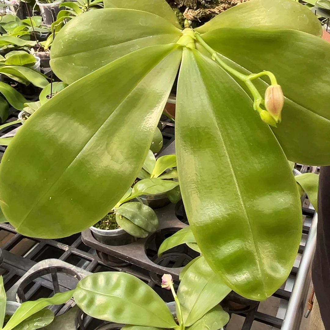 当前无花栽培后可以开花