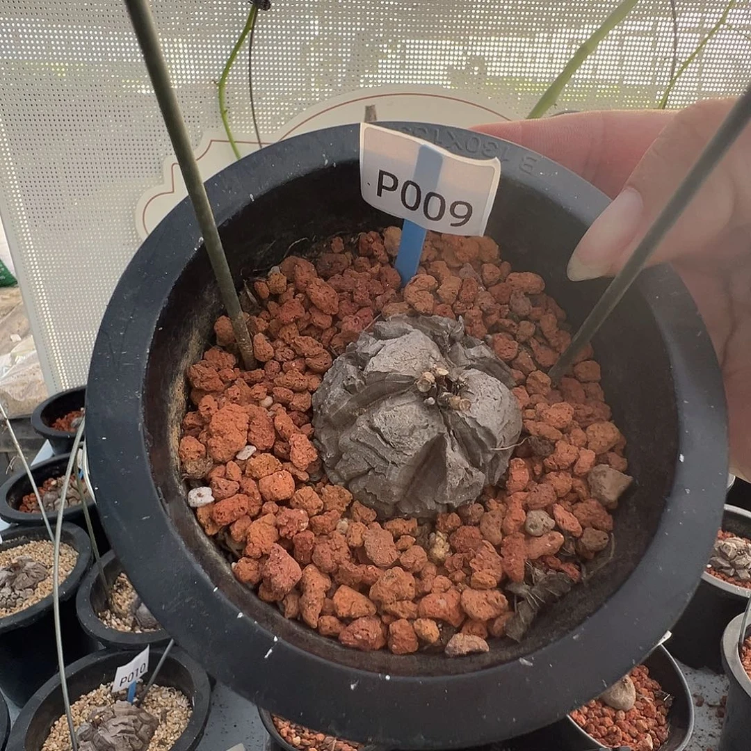 多肉植物专拍 一物一拍 南非龟甲龙009