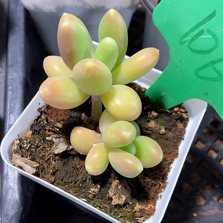 多肉植物金蟾106