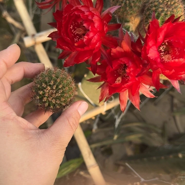 200彩草火鹤歪无根侧牙4公分左右