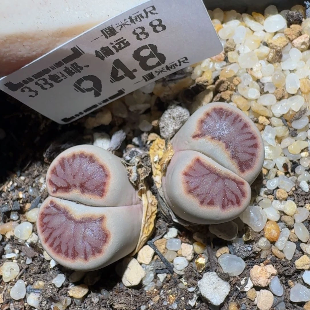 zzzz生石花肉锥948