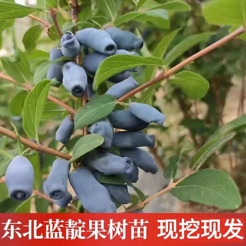 【蓝靛果苗】山茄子羊奶子果苗阳台庭院种植2年裸苗发货隔年结果