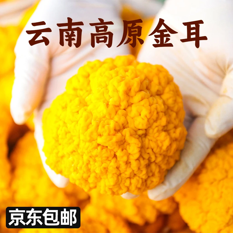 (高山金耳）云南高山新鲜高原金耳精选优质金耳菌现采现发新鲜直达