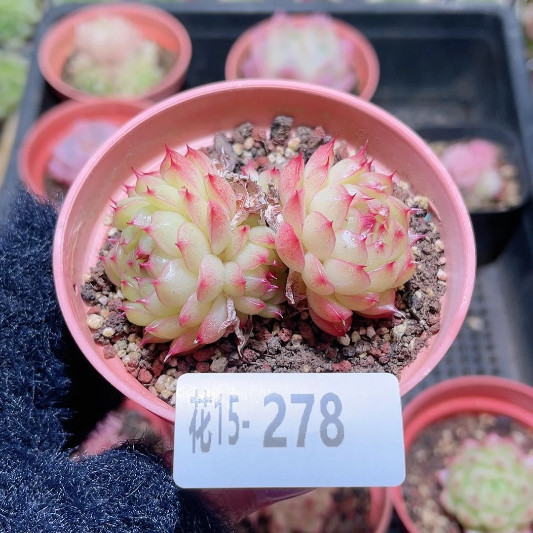 花利美15-278海王瑕疵