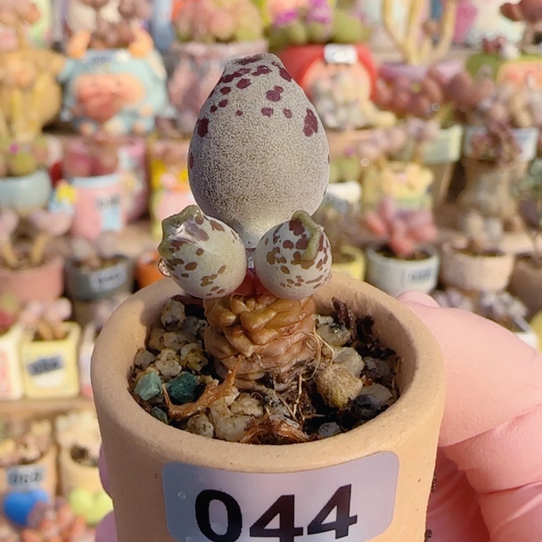 小拳拳海豹 盆口3cm