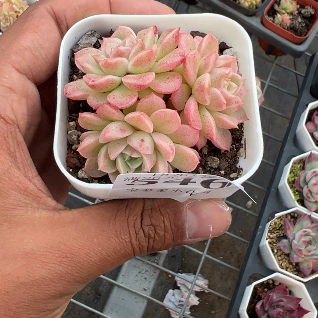 546号三头珍珠麦秆一物一拍满18包邮