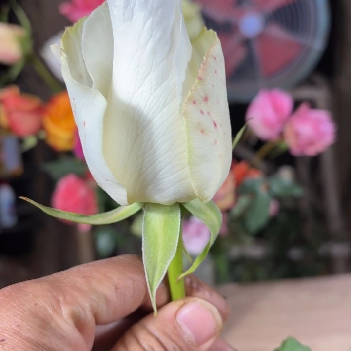 无花朵白落樱小苗