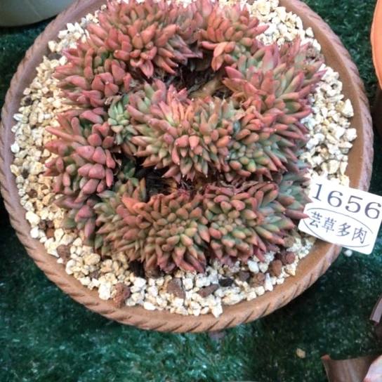 乌木杂缀化，1656，一物一拍