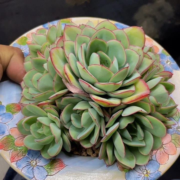 牡丹亭哦哦哦哦哦哦哦