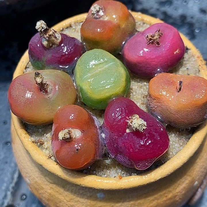 3117彩蟠桃母本一组。