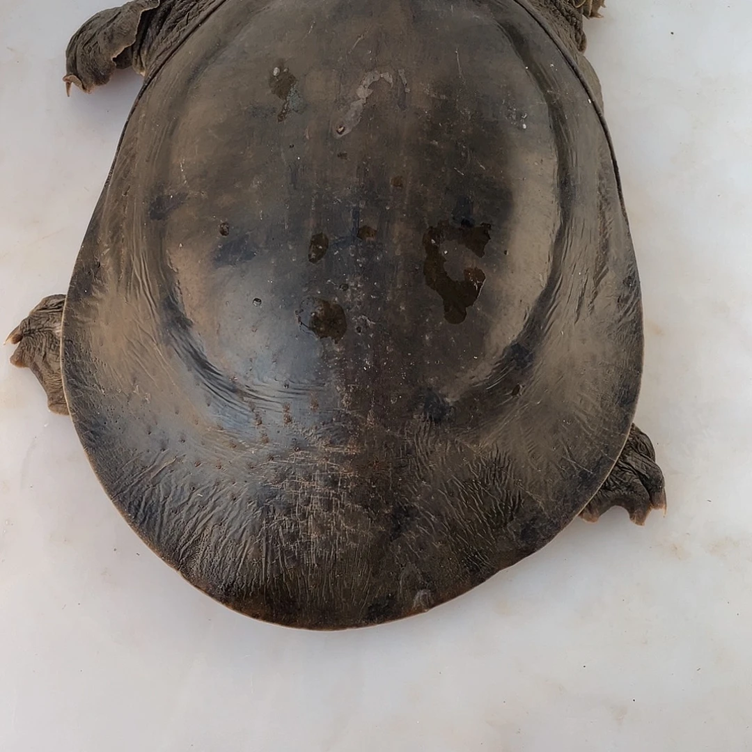 中国大陆12345678