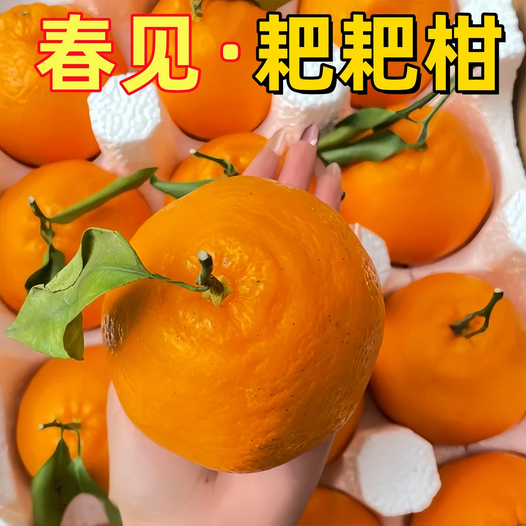 【25年新果】正宗四川春见耙耙柑果肉细嫩丑橘批发新鲜时令水果