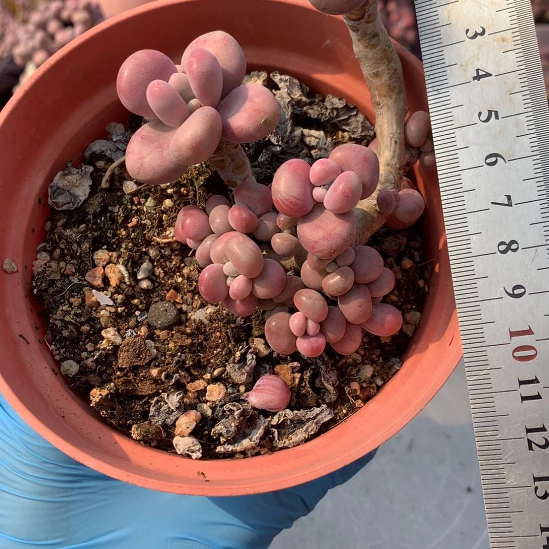 70号不带盆偏远的不包邮的