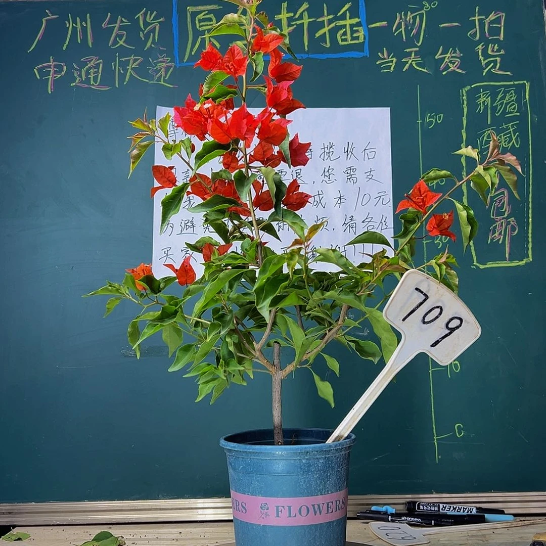 当前无花栽培后可以开花热火桑巴709