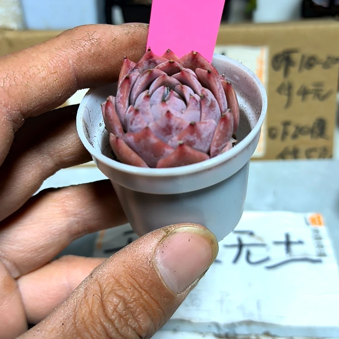 满6元包邮，孤星绝绝子