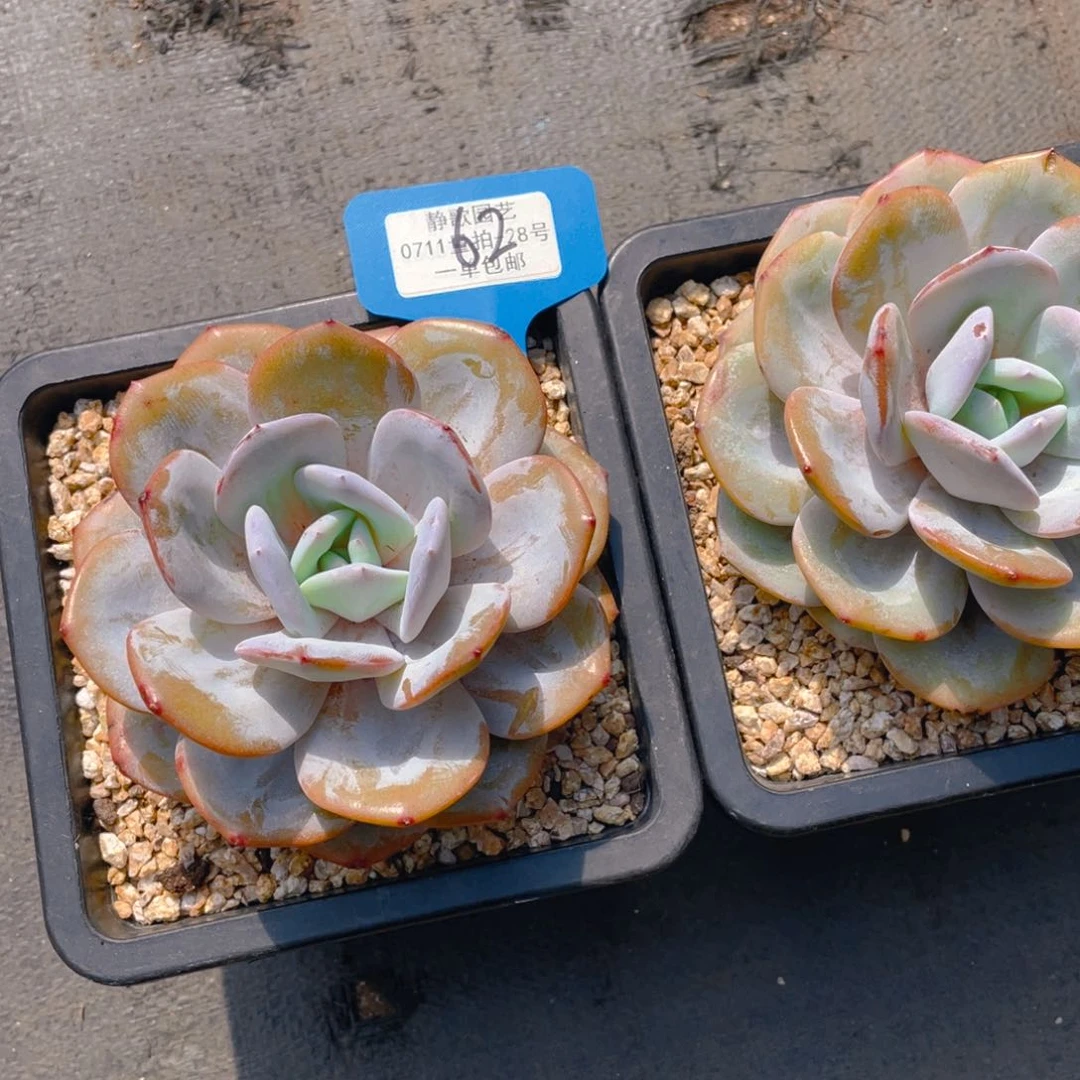 0717-62-韩版奶茶大单头母本一颗量拍