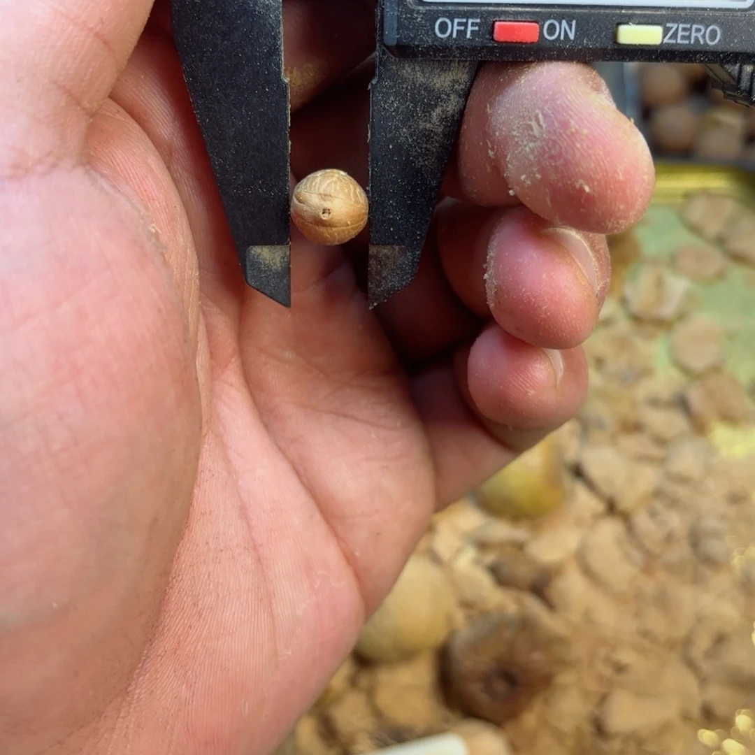 凤眼菩提吊坠10.2散子单颗