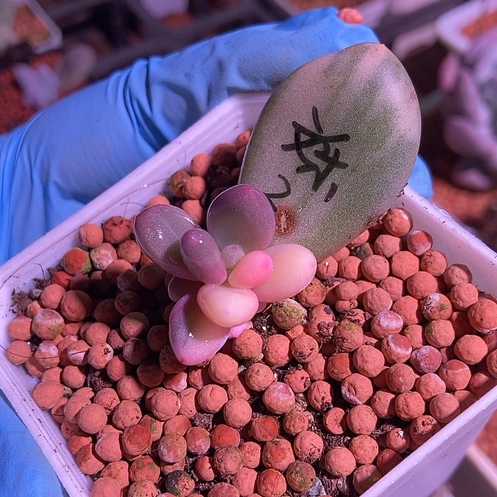 文乐奶酪锦多肉植物