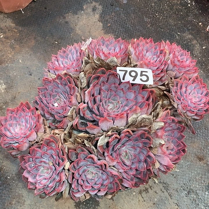 795猎户座一物一拍多肉