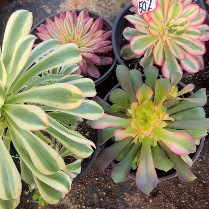 多肉植物502不售后