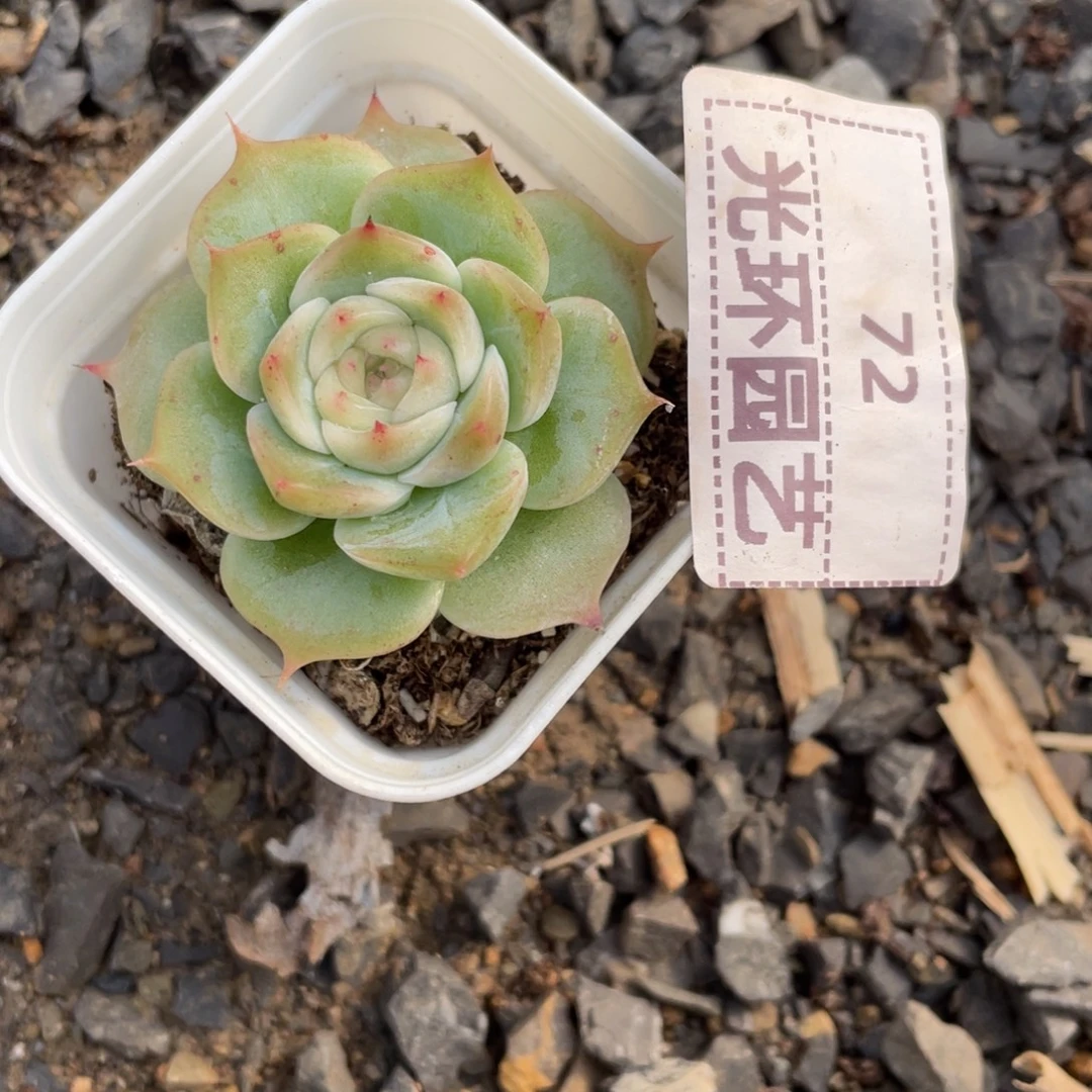 72号宽叶油三号白吉可育