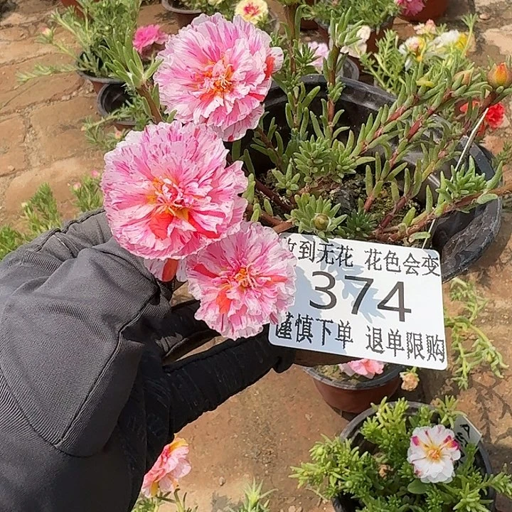 无花朵374超小苗盆口10 cm