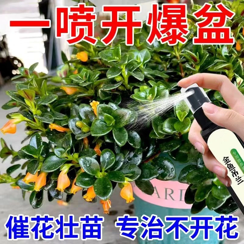 金鱼吊兰营养液四季常开催开花防黄叶黑斑烂根促生根肥料液