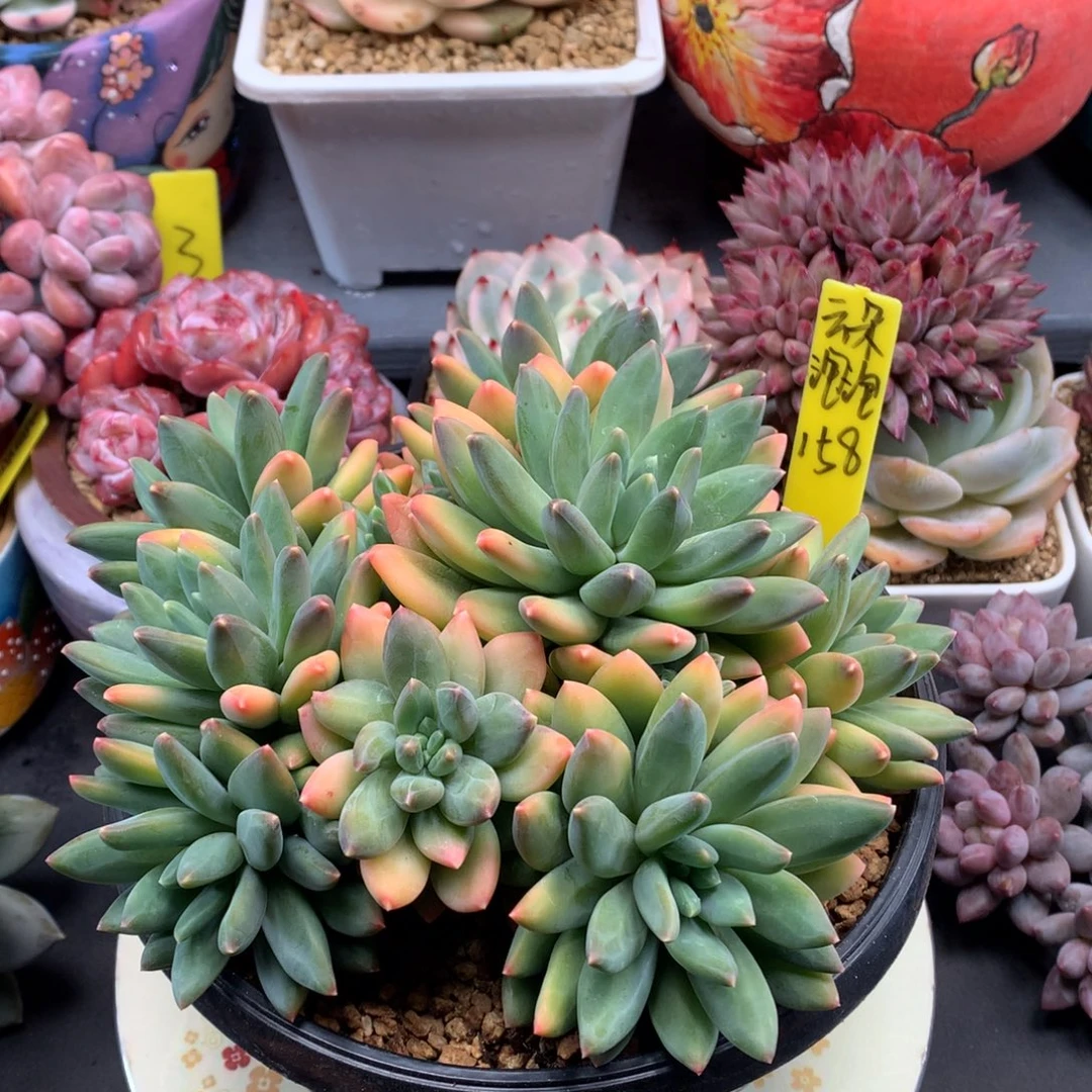 我们家的小仙女们