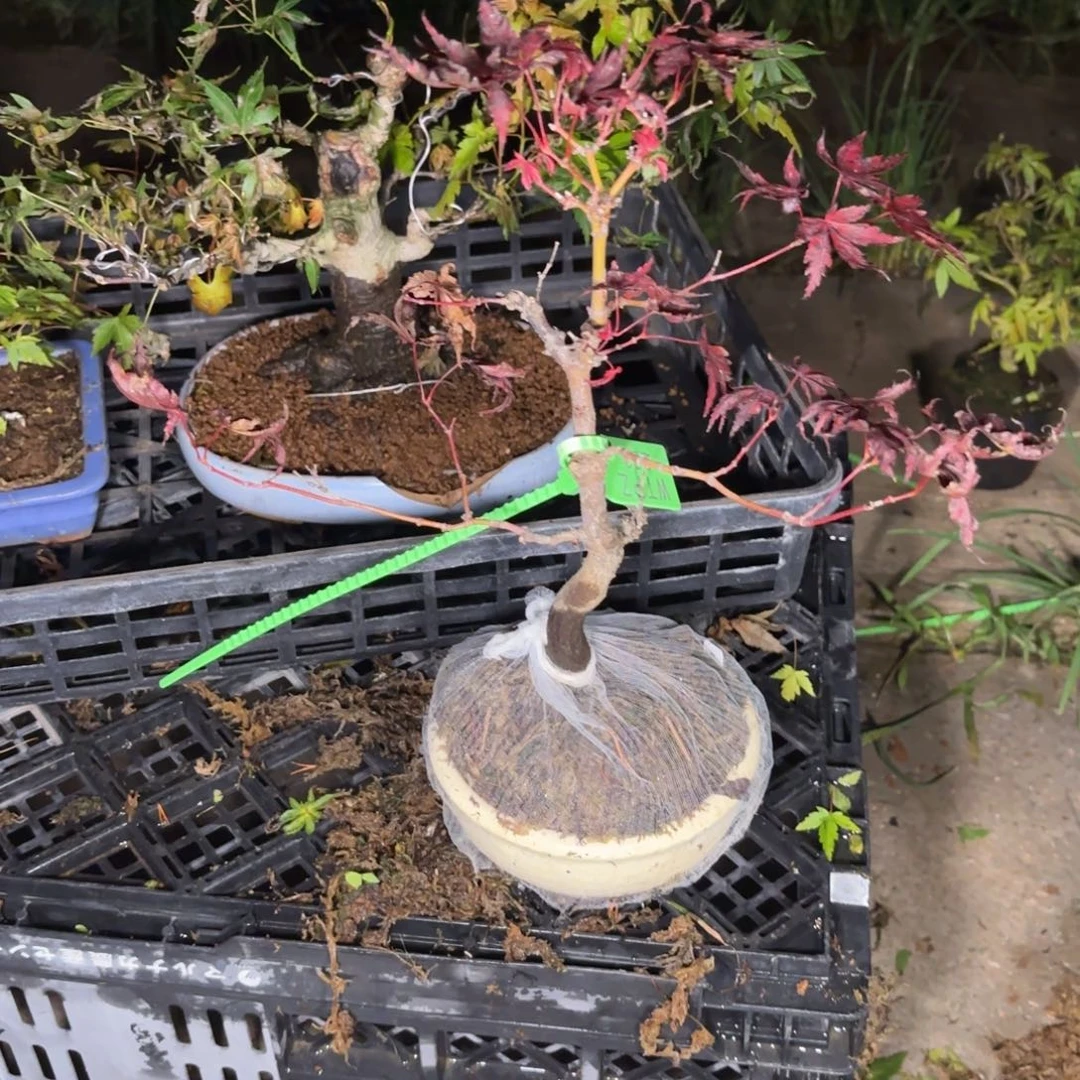 手*人全场盆景一物一拍368