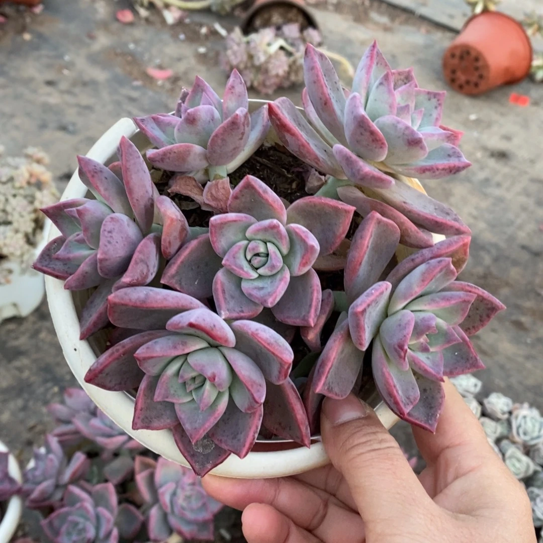 冰月六头起发整桩带盆土