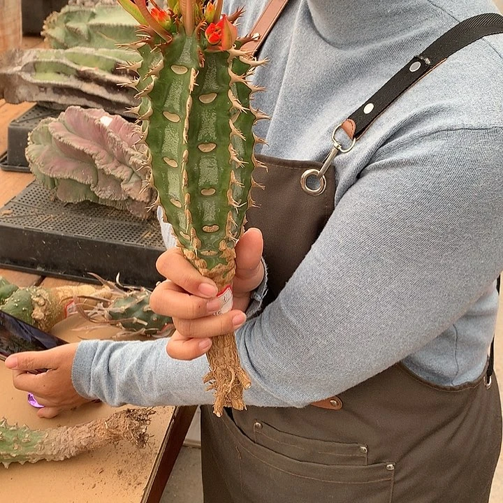 喷火孔20公分66666666666