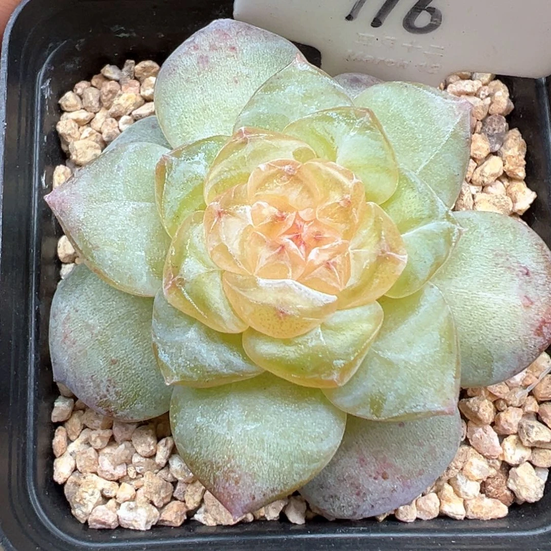 116号风花雪月系列清歌
