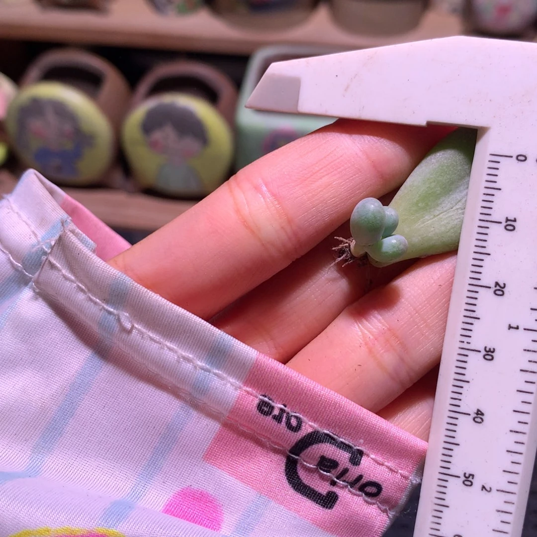 小pitao屁桃多肉 屁桃