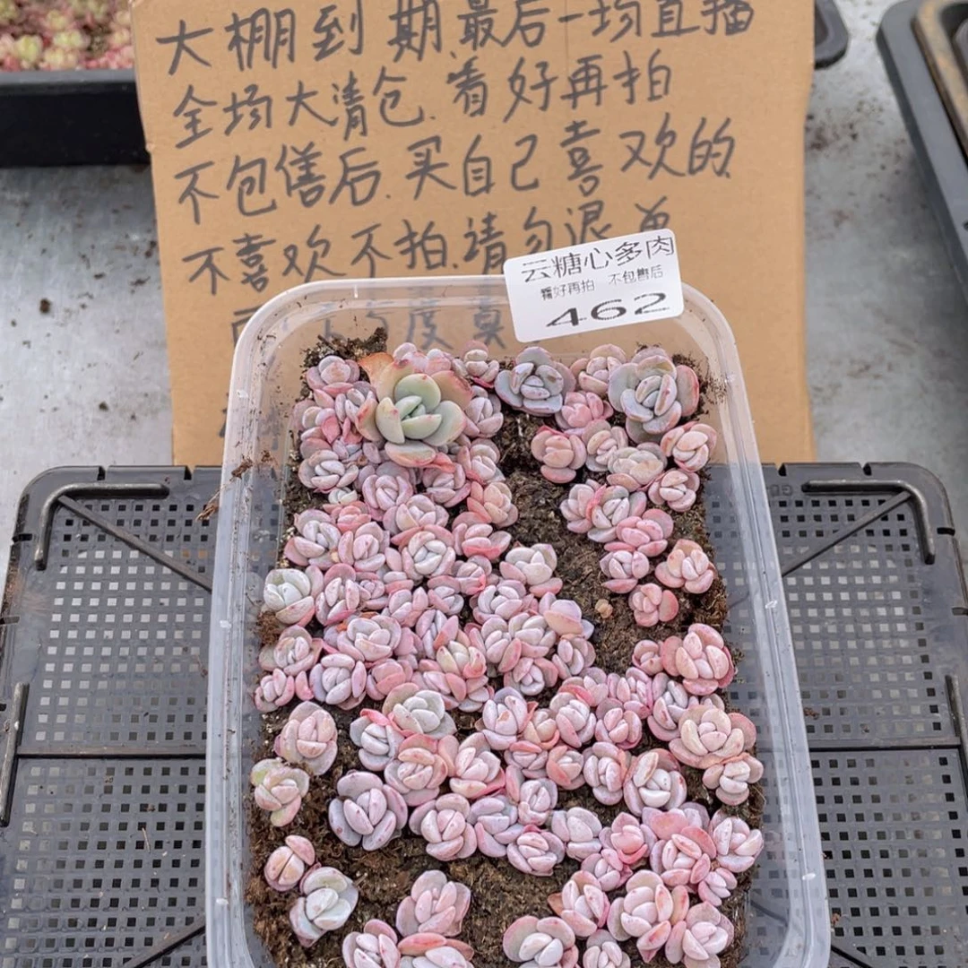 云糖心多肉植物462