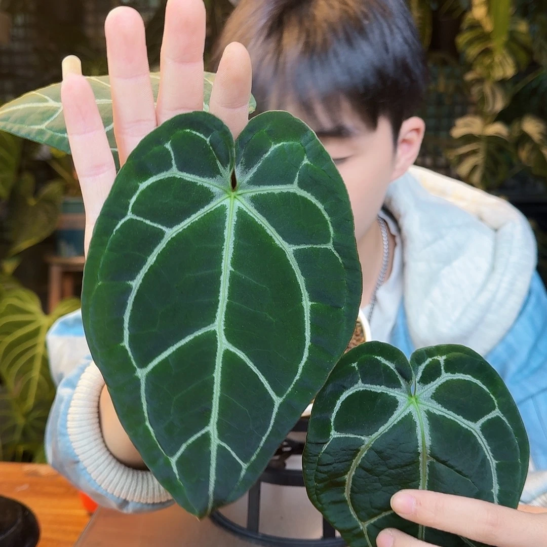 完全开放K70银骑士杂黑水晶